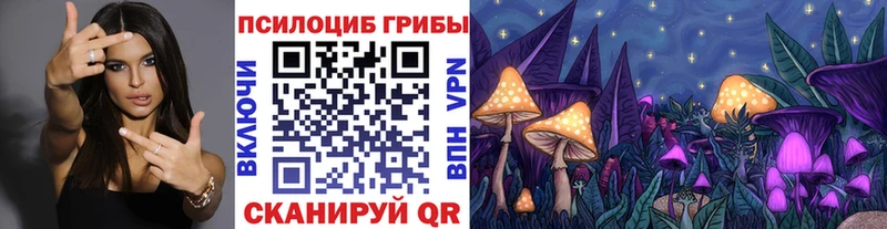 купить наркотик  Кодинск  Галлюциногенные грибы Psilocybe 